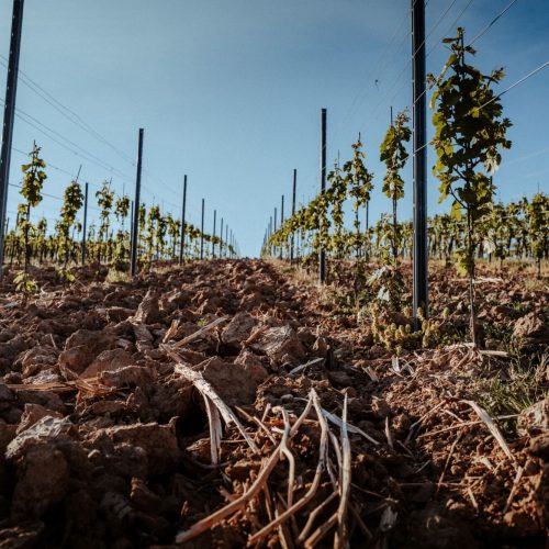 KOLLEKTIV_Weingut Leonhard